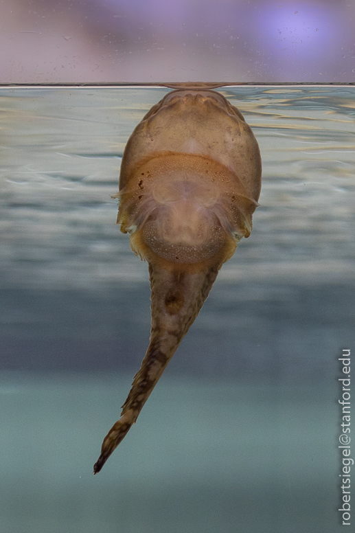 California Academy of Science 2016